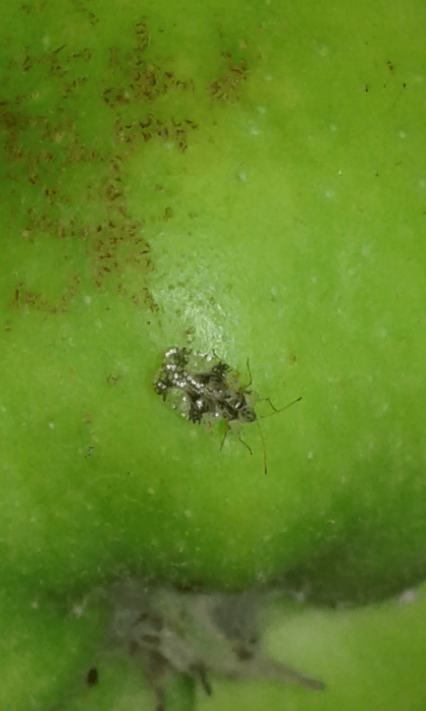 Tingidae : Stephanitis pyri? S